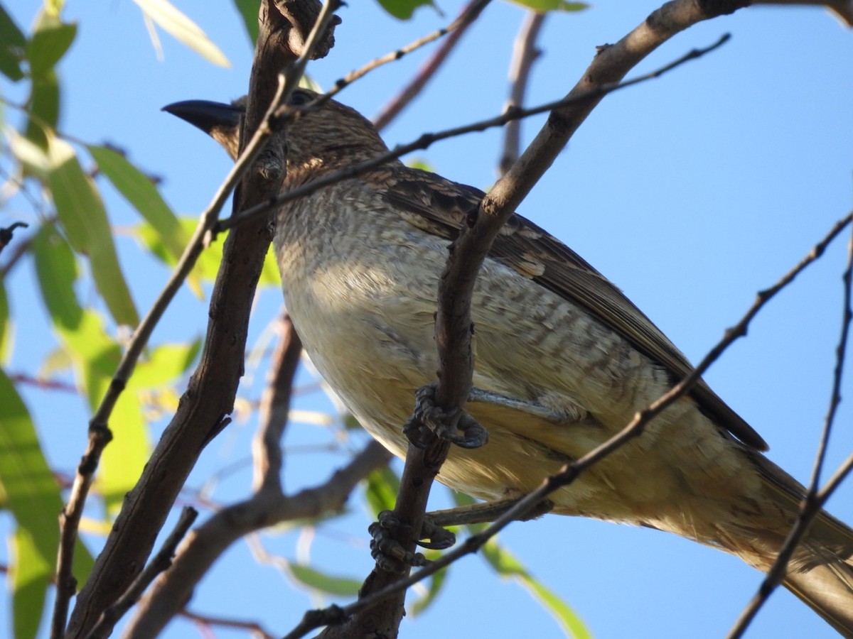 Spotted Bowerbird - ML646037628