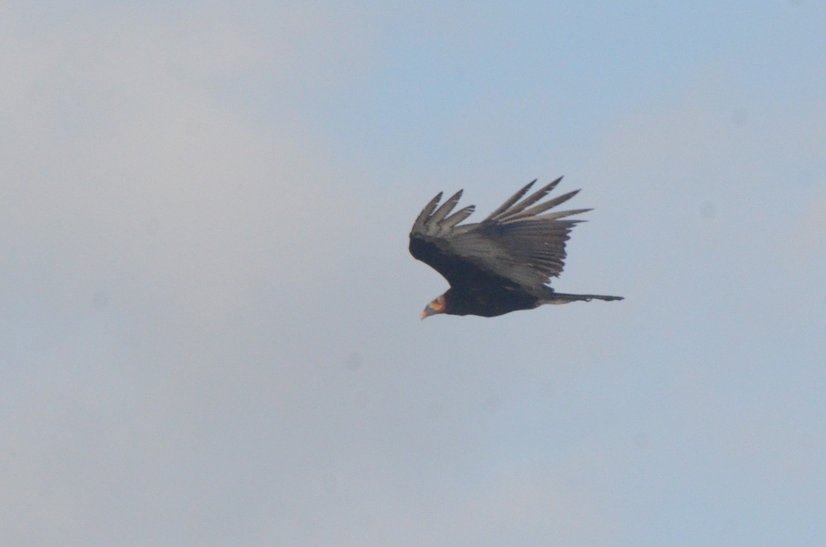 Lesser Yellow-headed Vulture - ML646037629