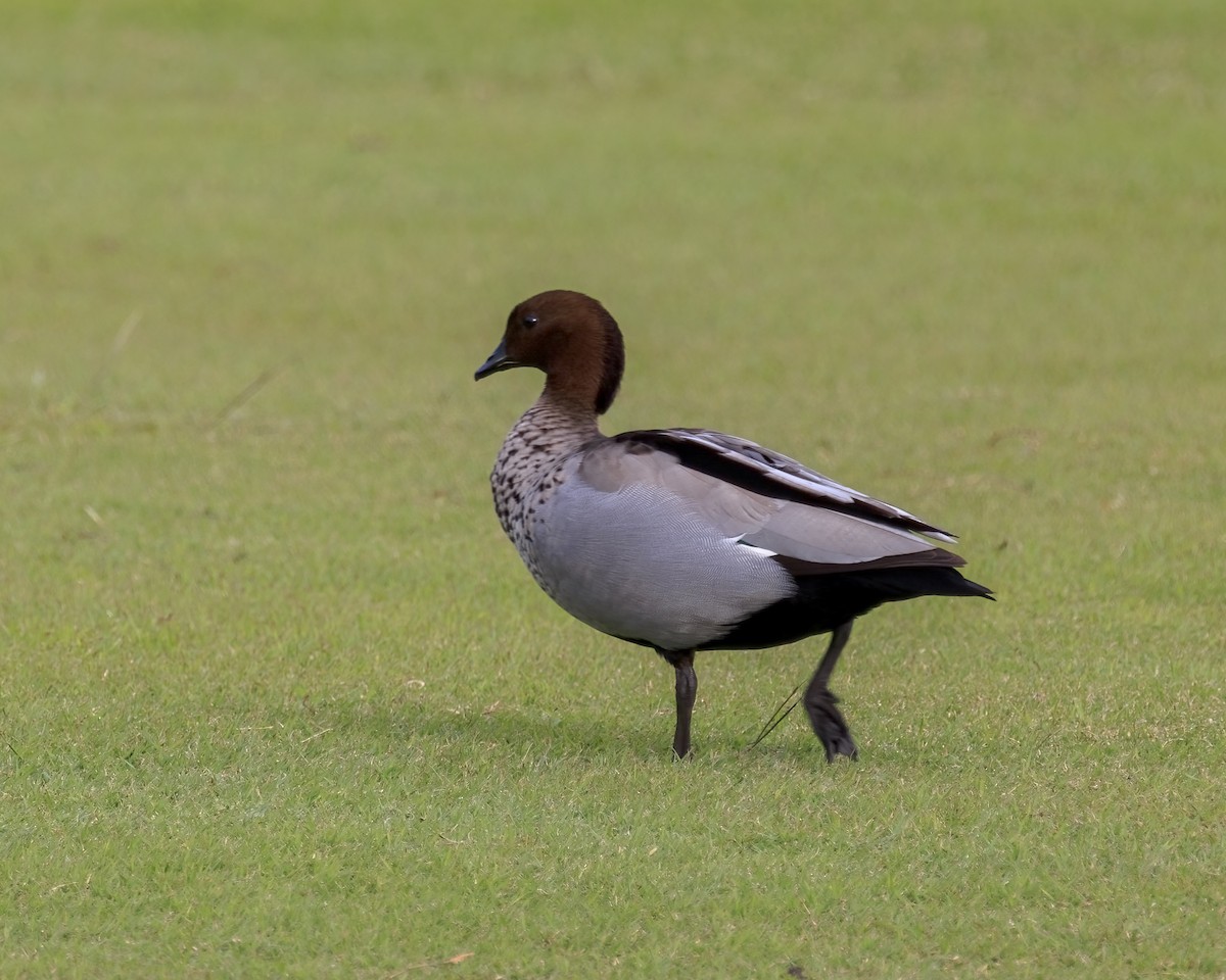 Maned Duck - ML646037630