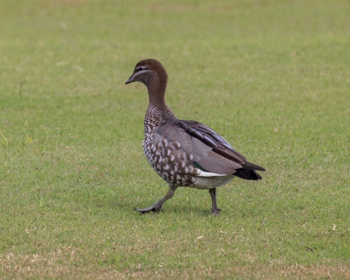 Maned Duck - ML646037631
