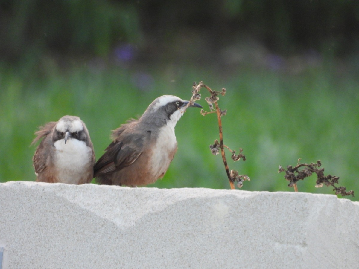 Gray-crowned Babbler - ML646037633