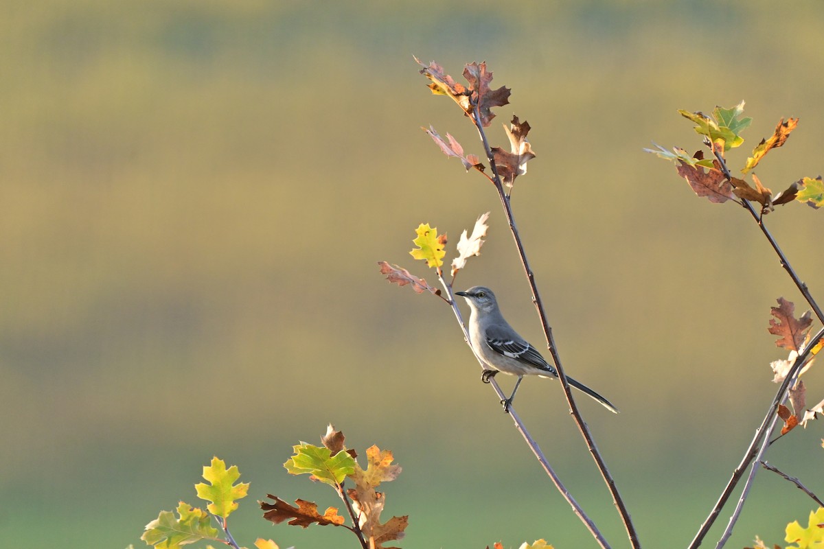 Northern Mockingbird - ML646037634