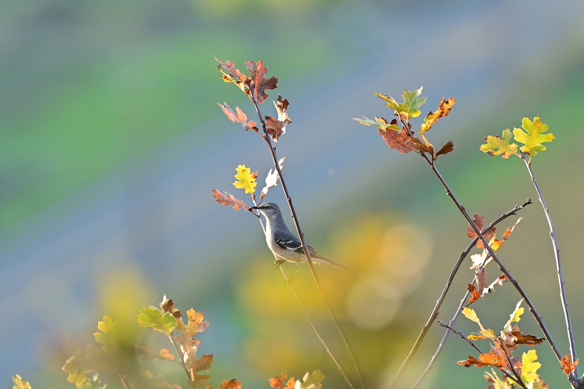 Northern Mockingbird - ML646037635