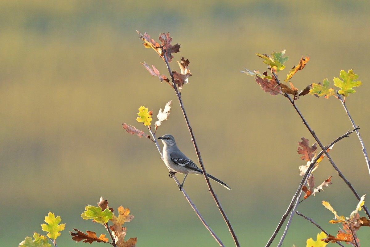 Northern Mockingbird - ML646037636