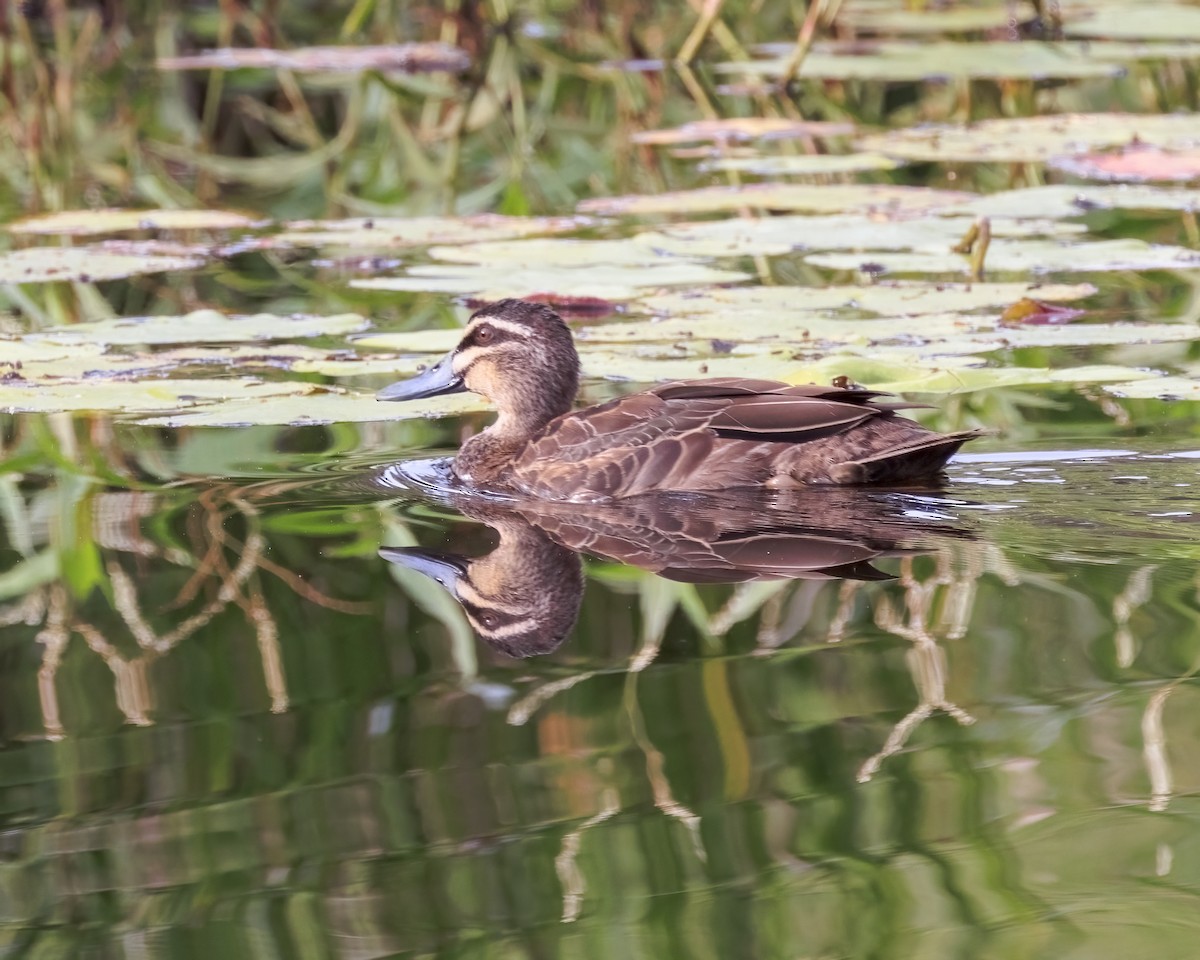 Pacific Black Duck - ML646037637