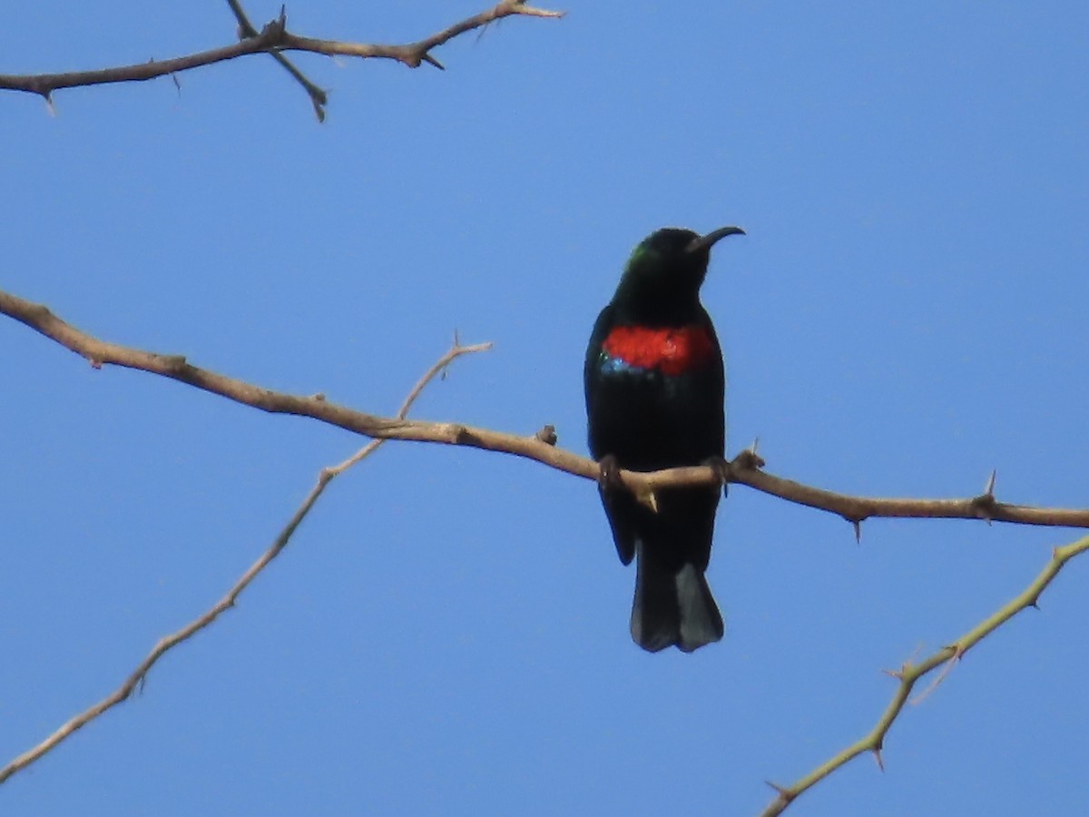 Abyssinian Sunbird - ML646037638