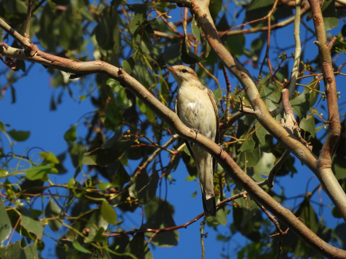 White-winged Triller - ML646037641