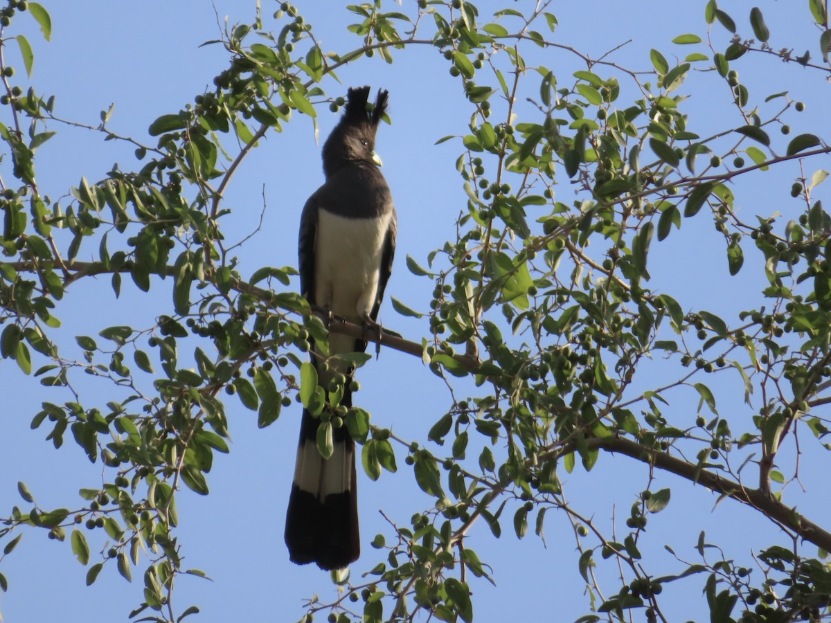 White-bellied Go-away-bird - ML646037643