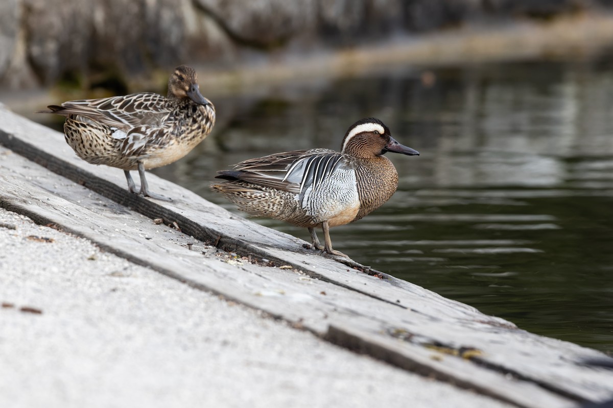 Garganey - ML646037645