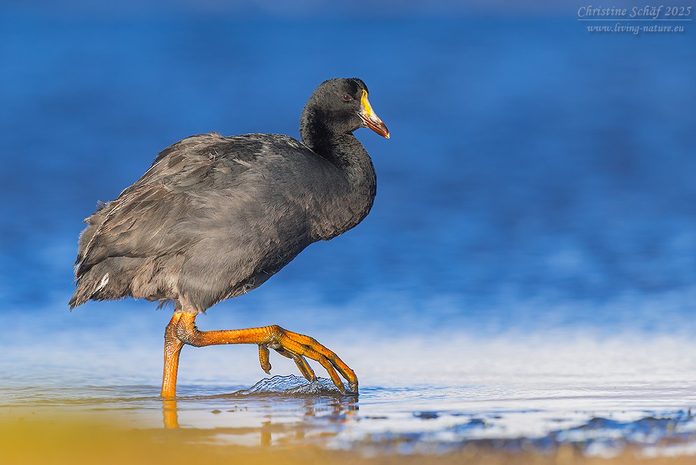 Giant Coot - ML646037647