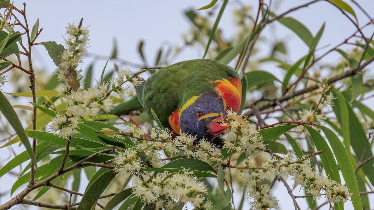 Rainbow Lorikeet - ML646037648