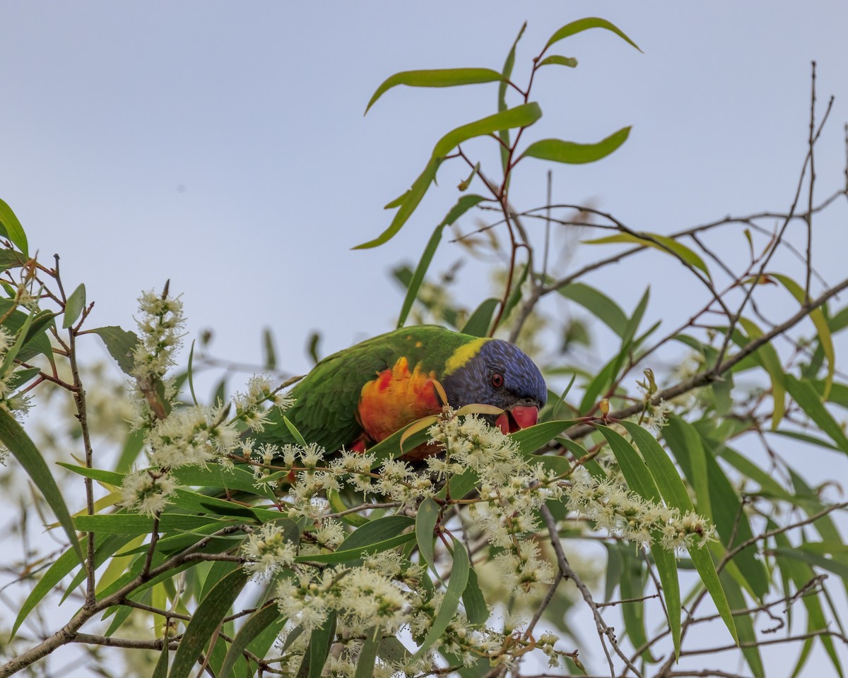 Rainbow Lorikeet - ML646037649