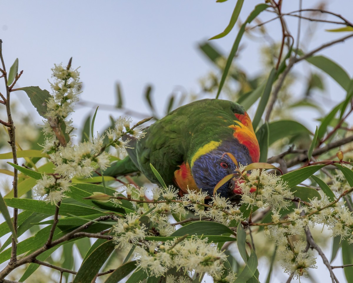 Rainbow Lorikeet - ML646037650