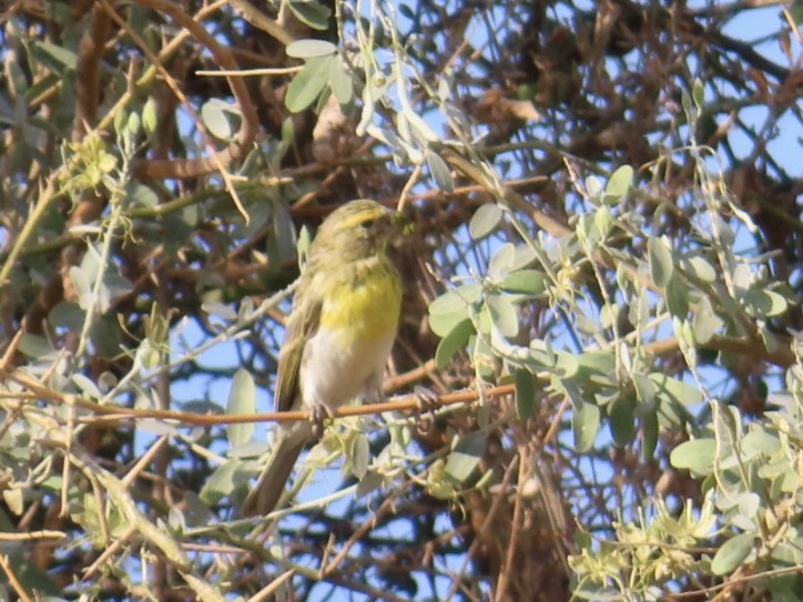 White-bellied Canary - ML646037652