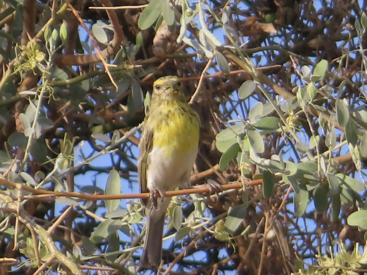 White-bellied Canary - ML646037653