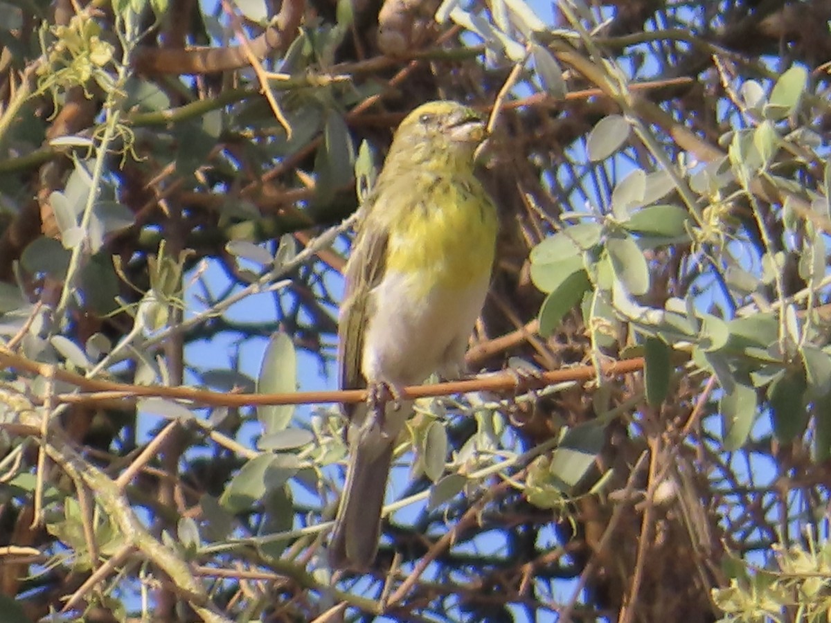 White-bellied Canary - ML646037654