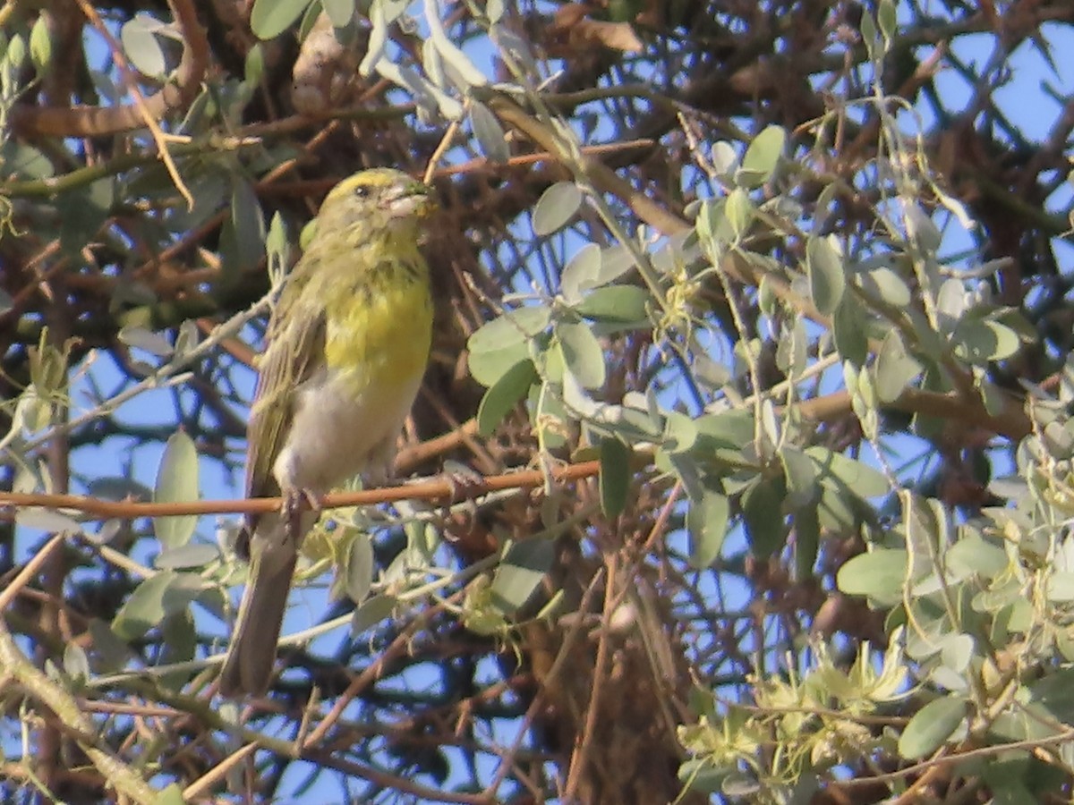 White-bellied Canary - ML646037655