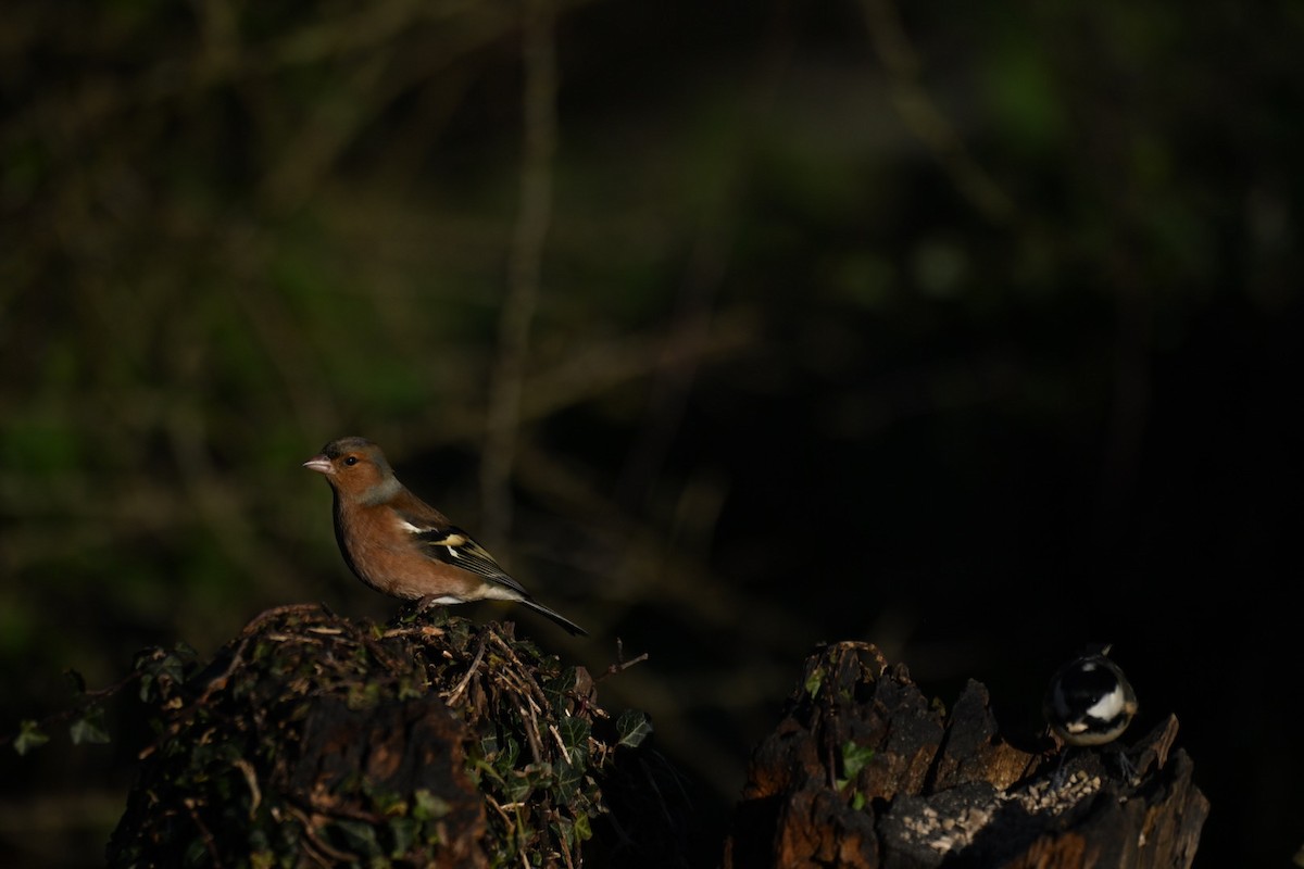 Common Chaffinch - ML646037656