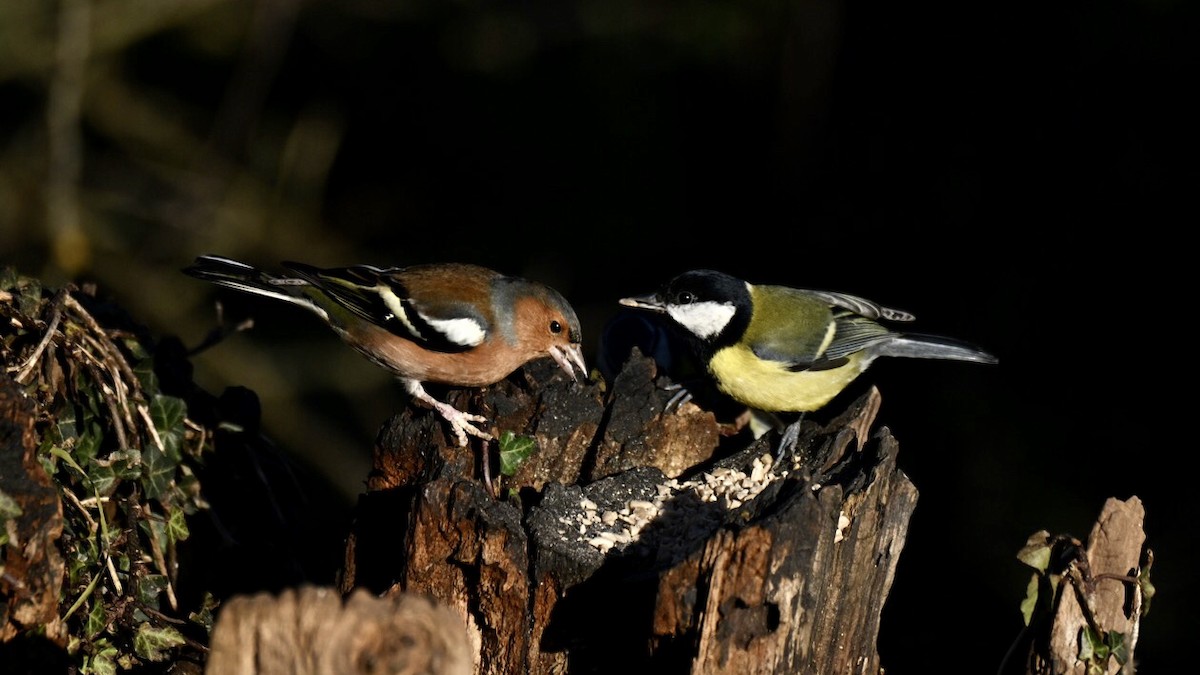 Common Chaffinch - ML646037657