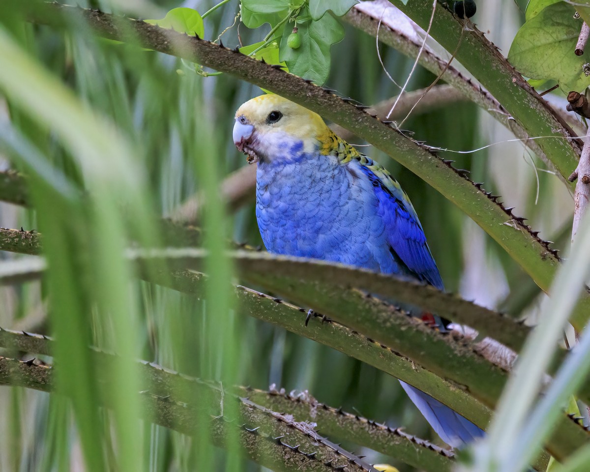 Pale-headed Rosella - ML646037658