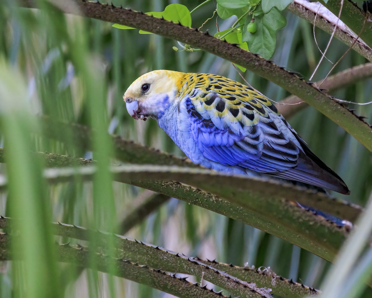Pale-headed Rosella - ML646037659