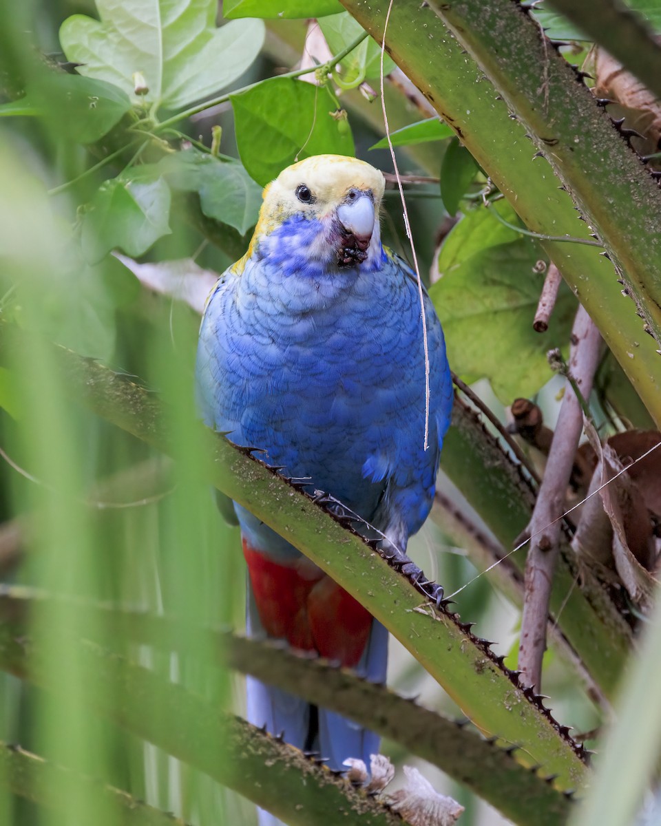 Pale-headed Rosella - ML646037660