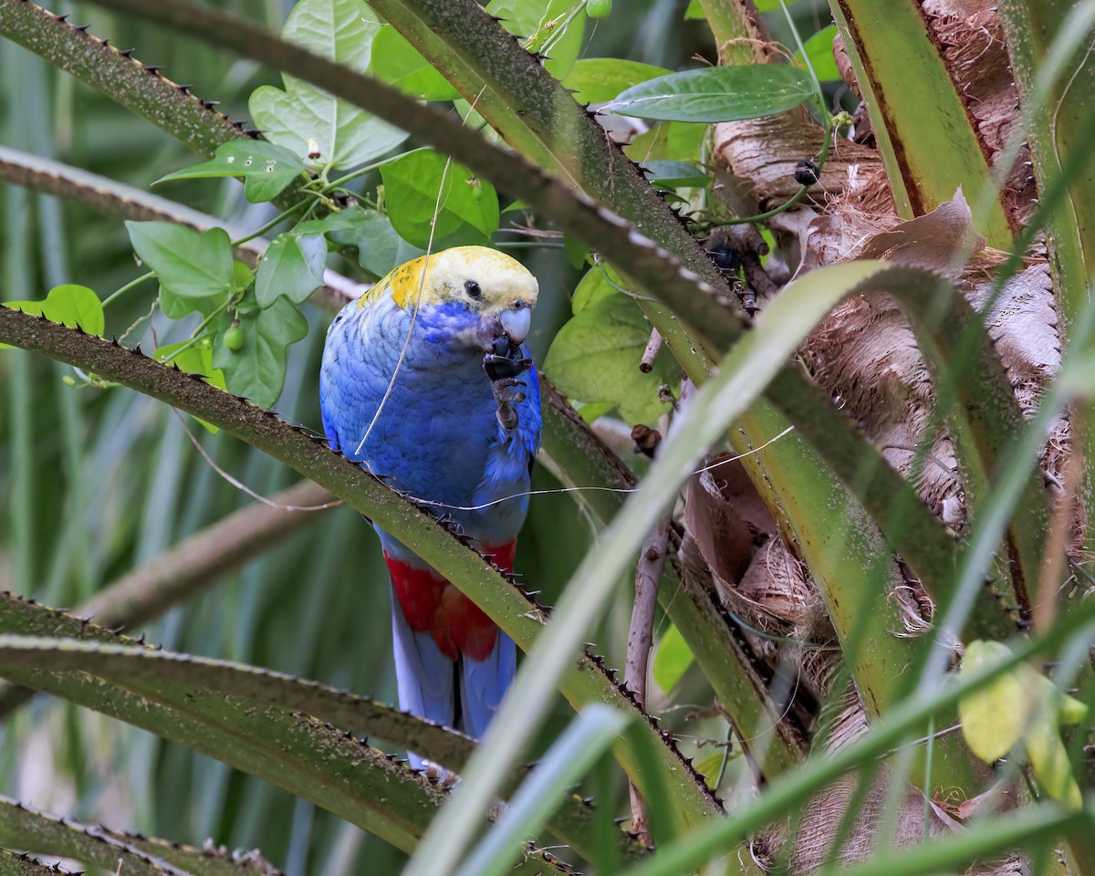 Pale-headed Rosella - ML646037662