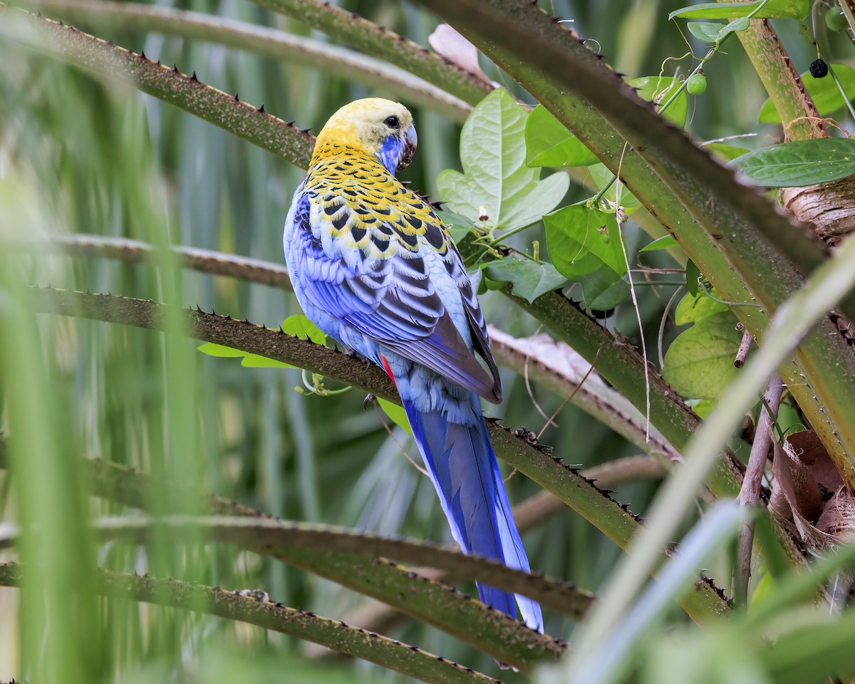 Pale-headed Rosella - ML646037664
