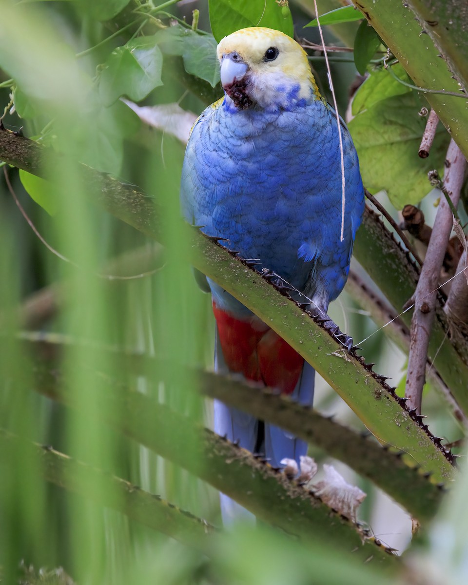Pale-headed Rosella - ML646037665