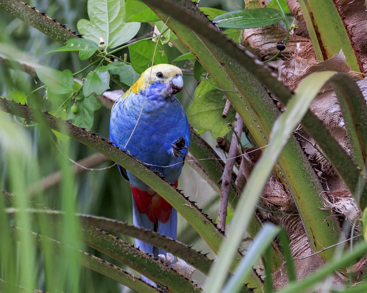 Pale-headed Rosella - ML646037667