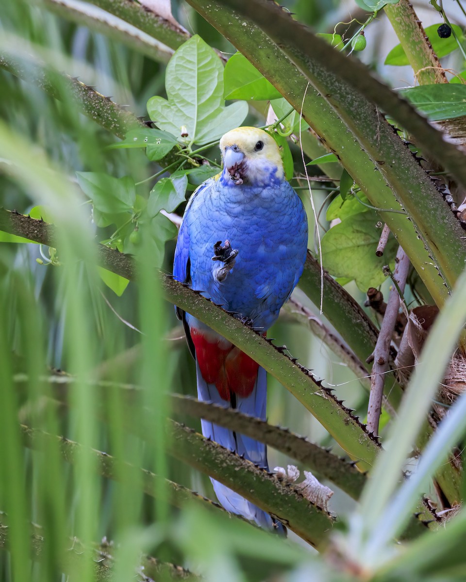Pale-headed Rosella - ML646037668