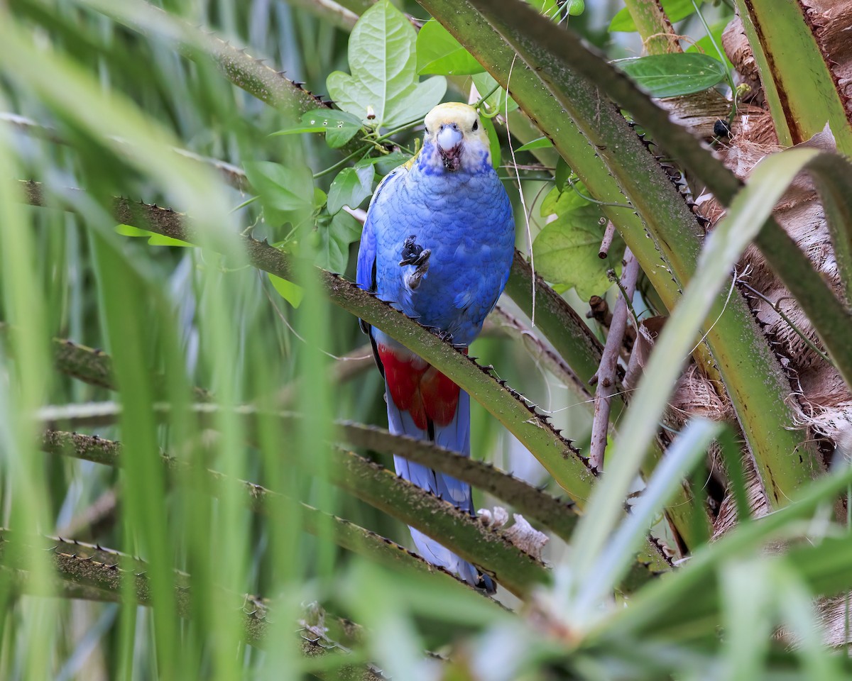 Pale-headed Rosella - ML646037669