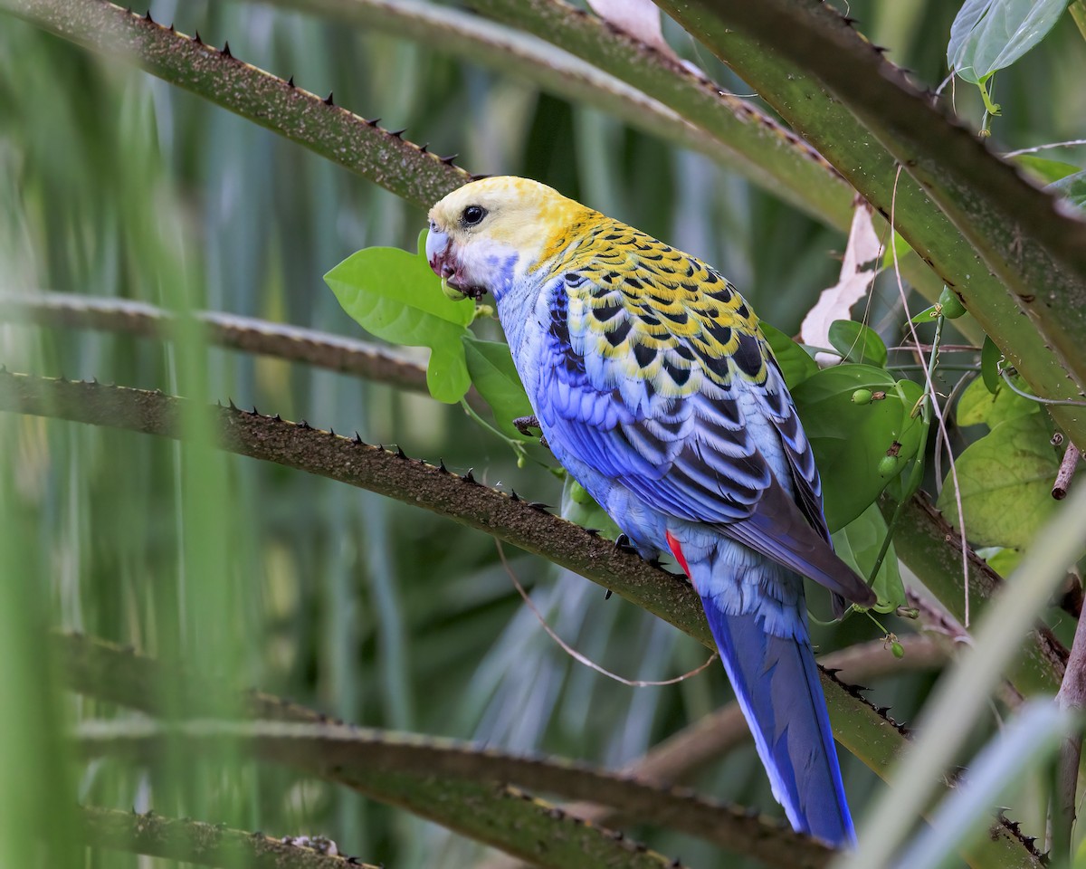 Pale-headed Rosella - ML646037671
