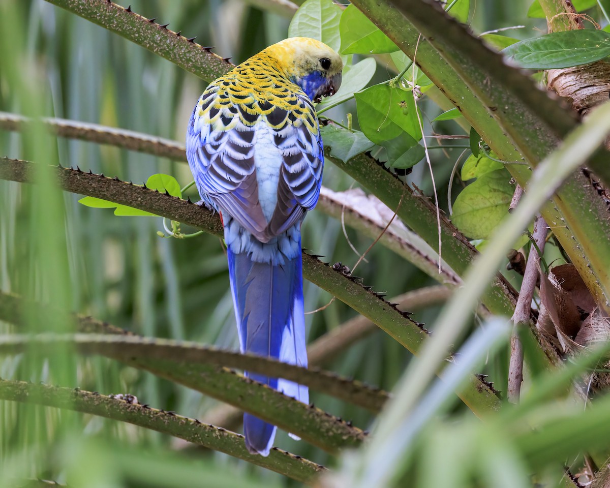 Pale-headed Rosella - ML646037672