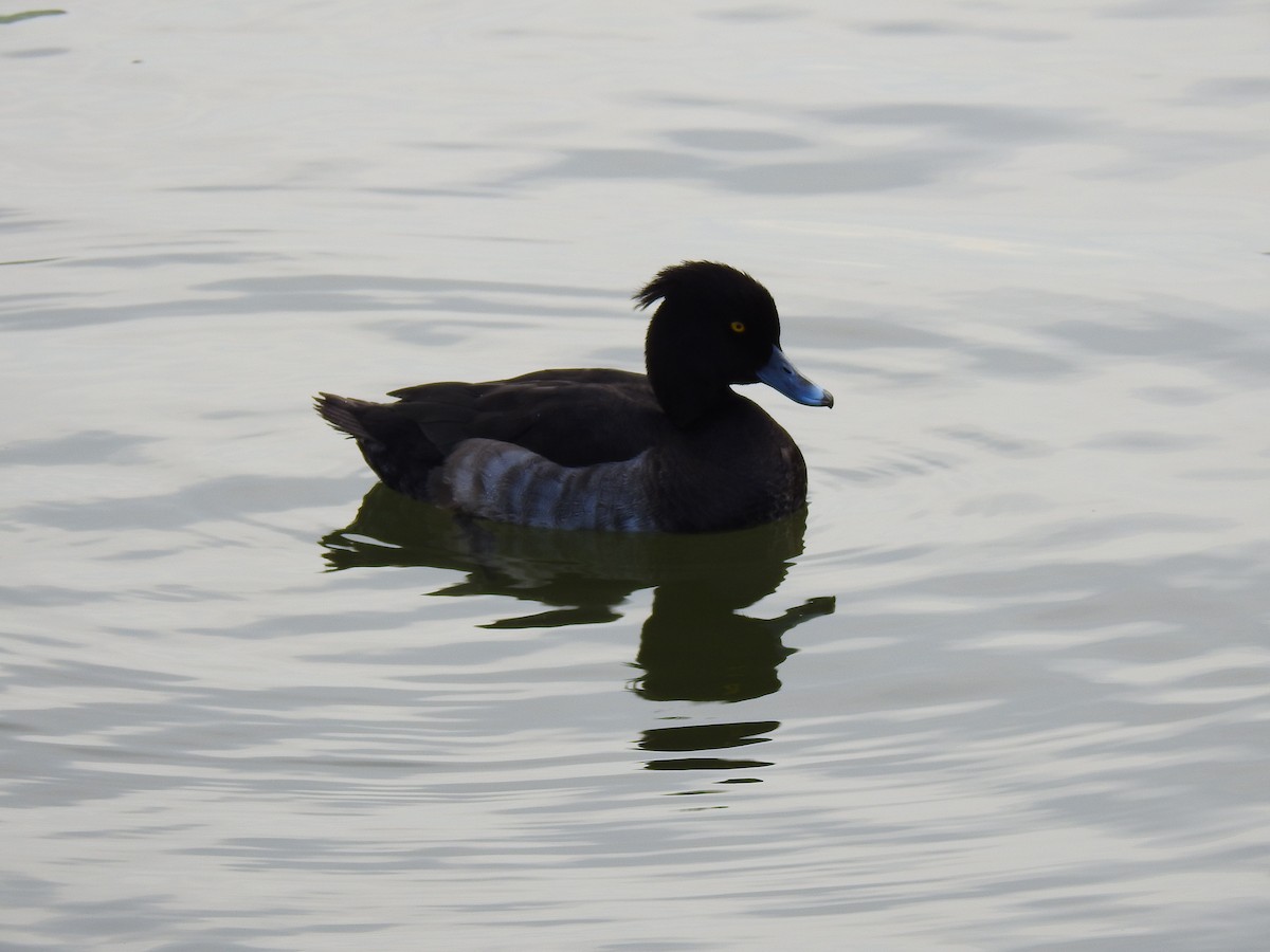 Чернь чубата - ML646037684