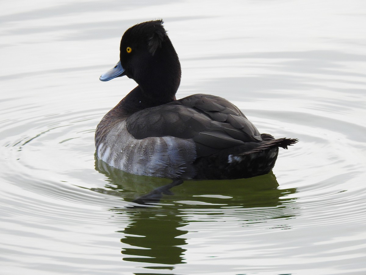 Чернь чубата - ML646037685