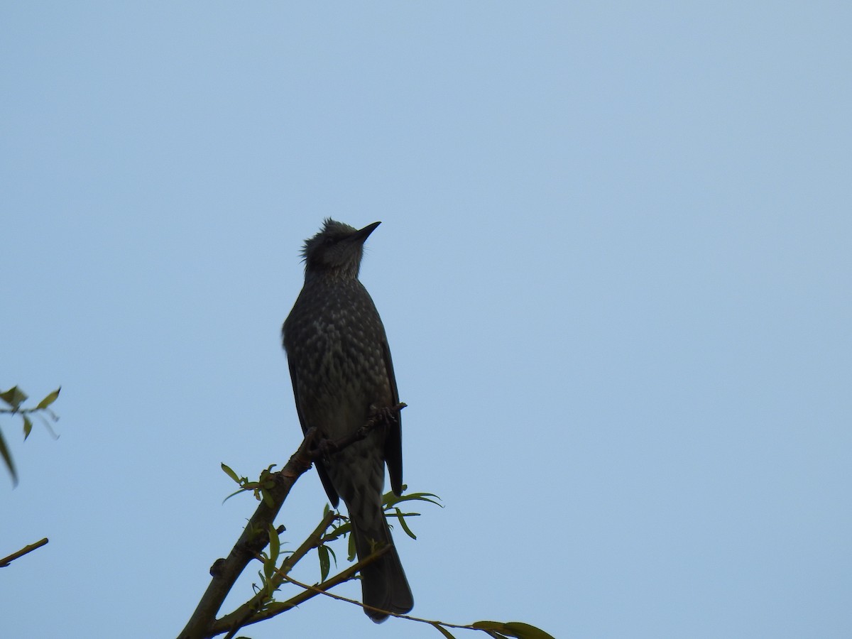 Оливник короткопалий - ML646037686