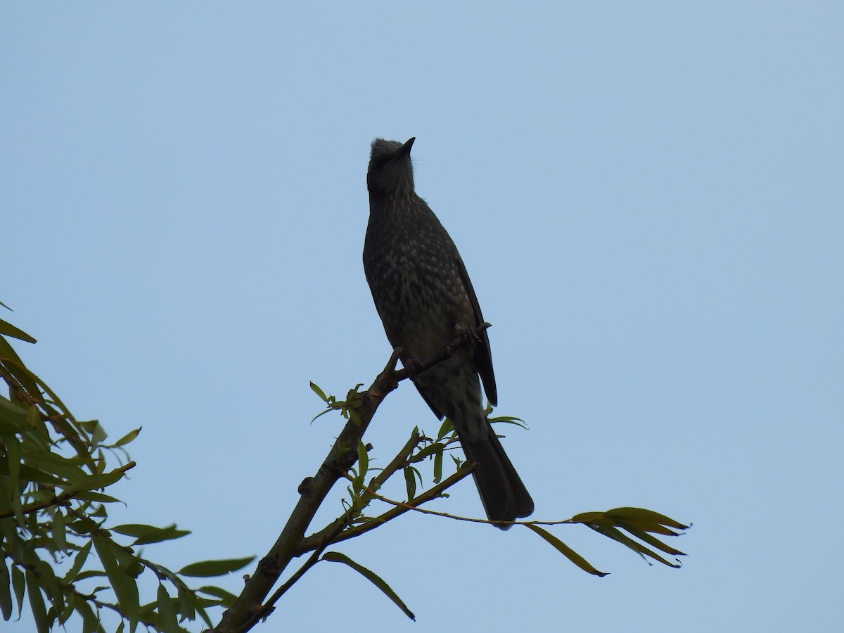 Оливник короткопалий - ML646037687