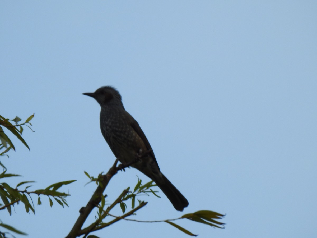 Оливник короткопалий - ML646037703