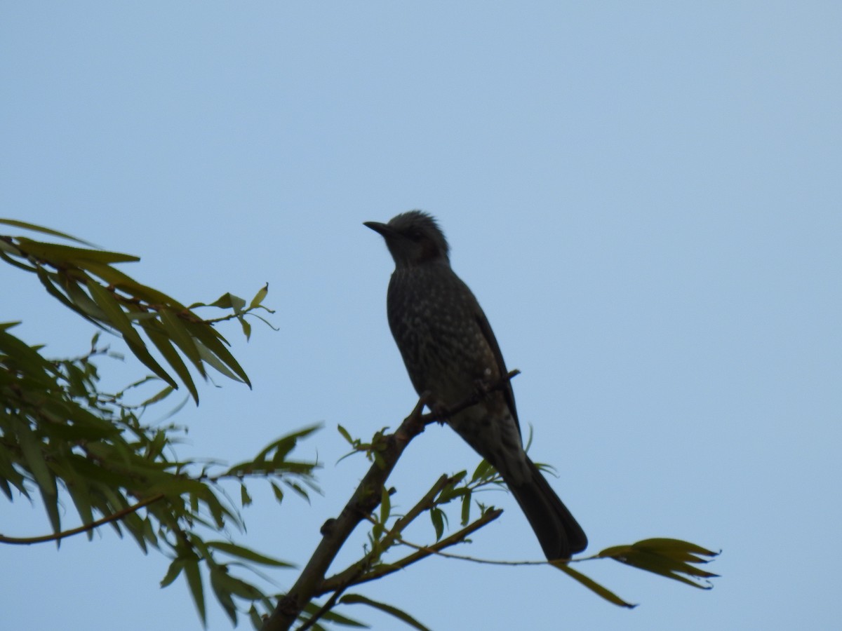 Оливник короткопалий - ML646037704