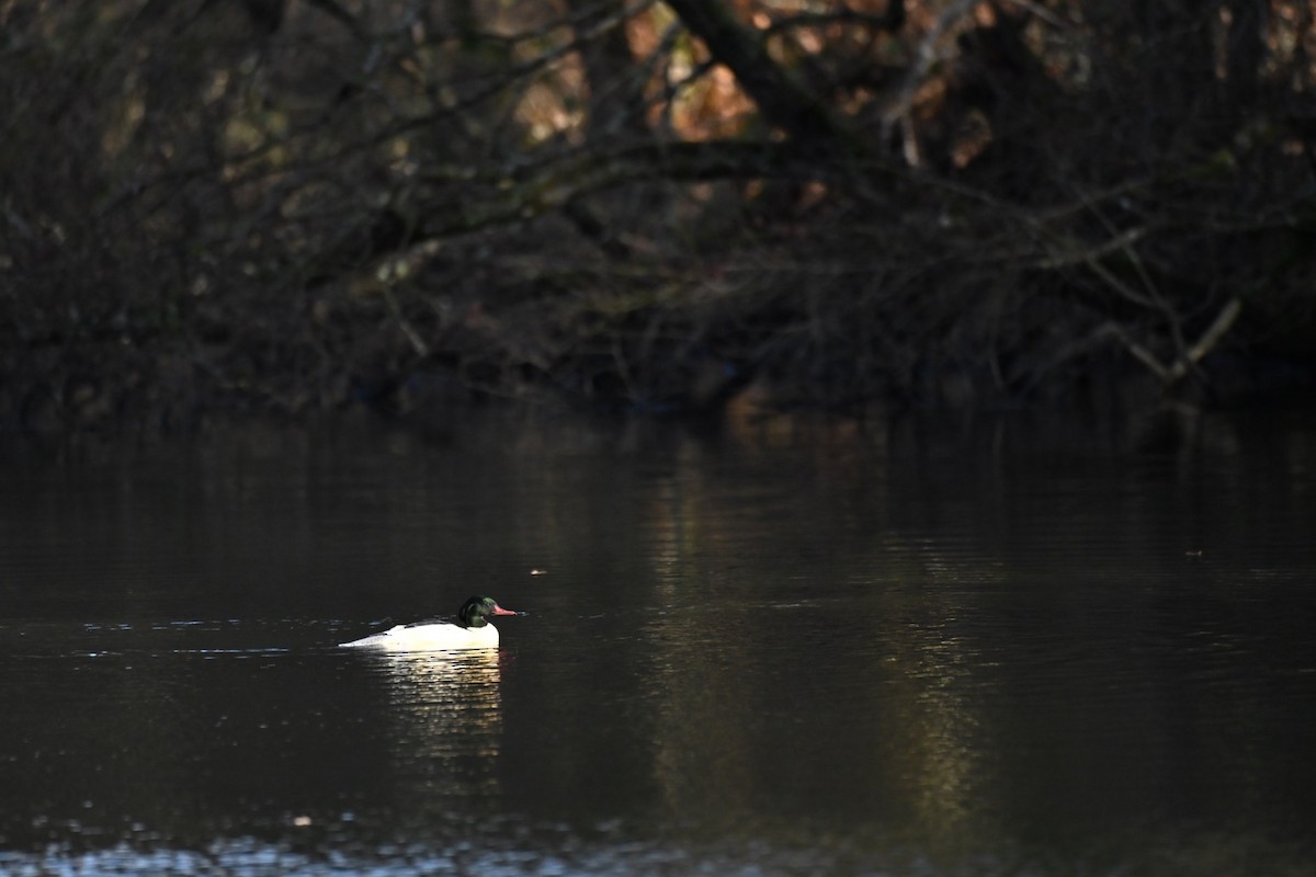 Common Merganser - ML646037705