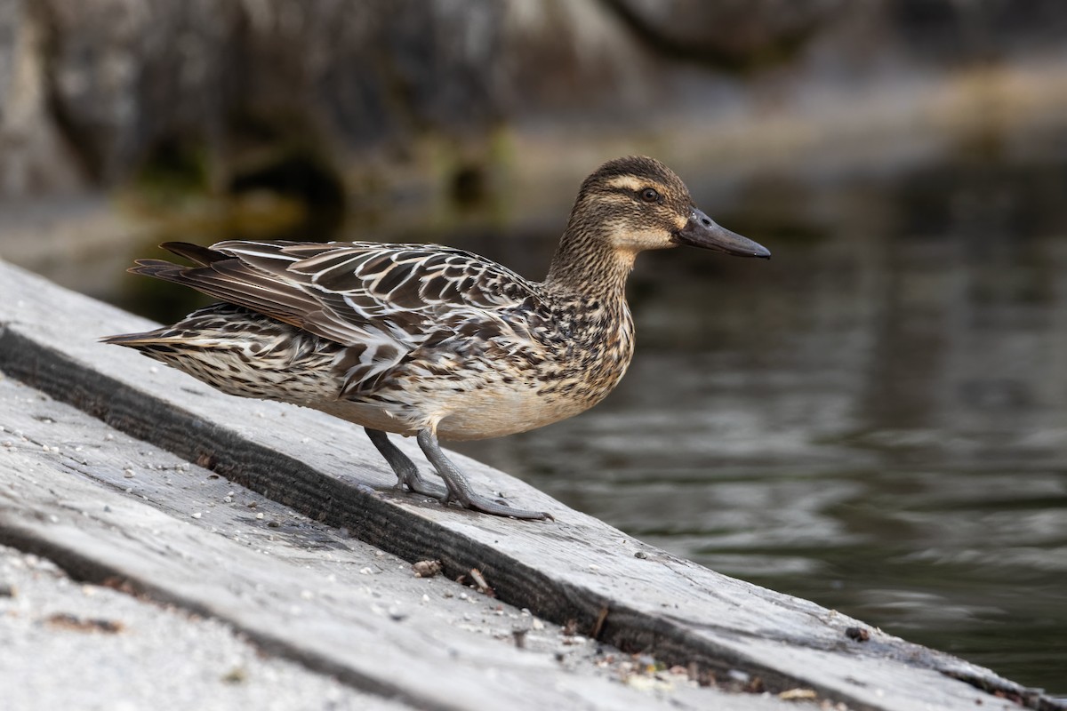 Marzaiola - ML646037706