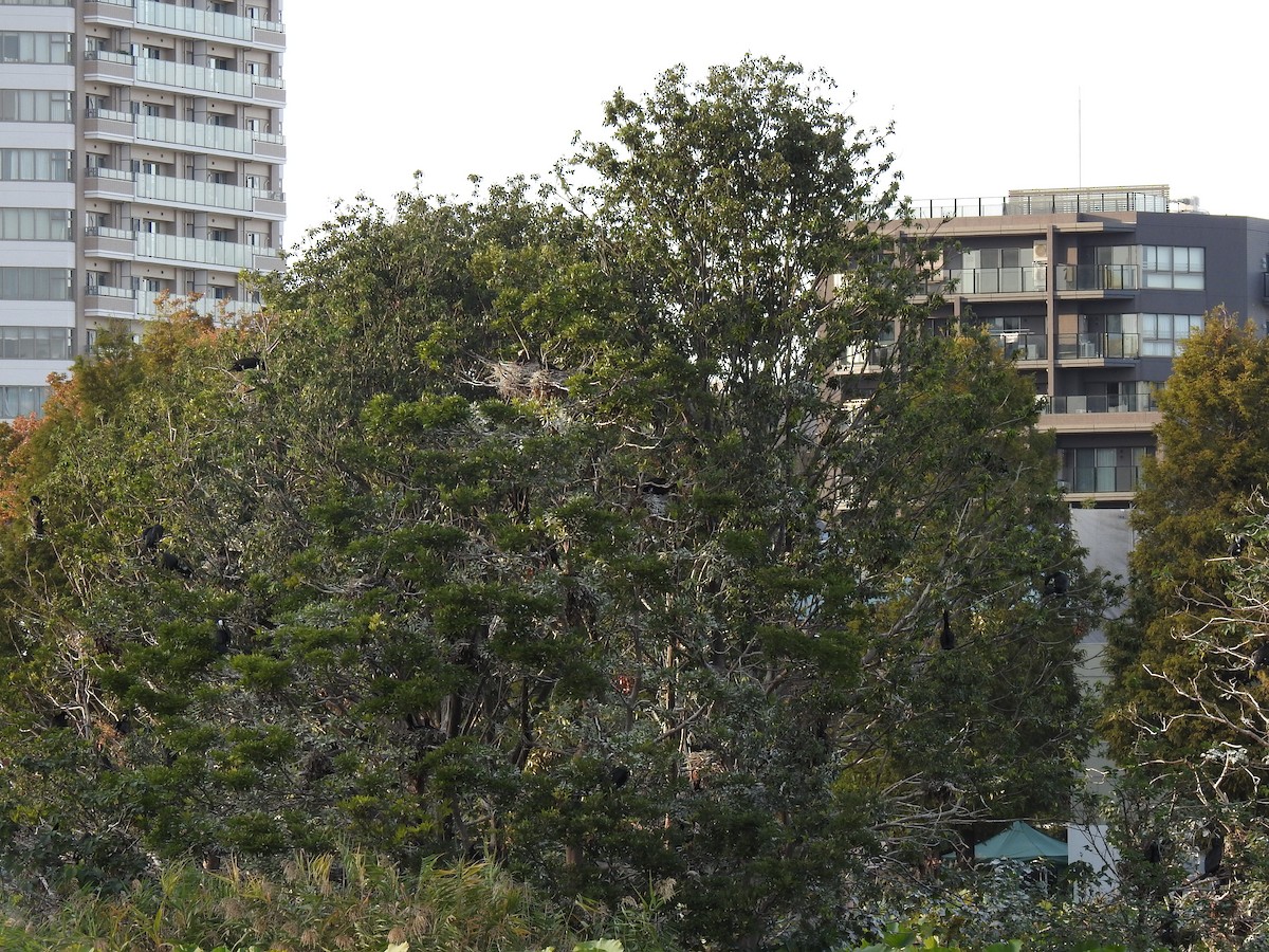 Баклан великий - ML646037717