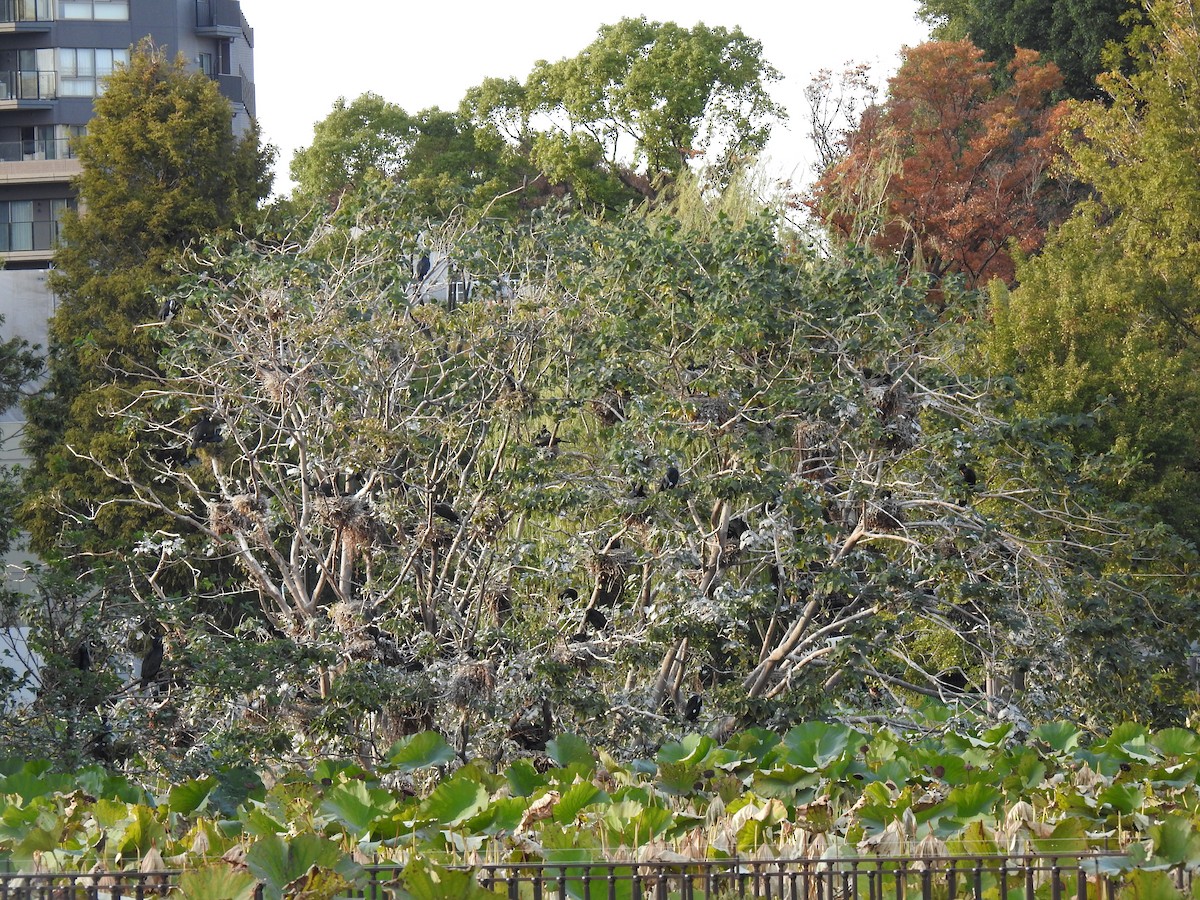 Баклан великий - ML646037718