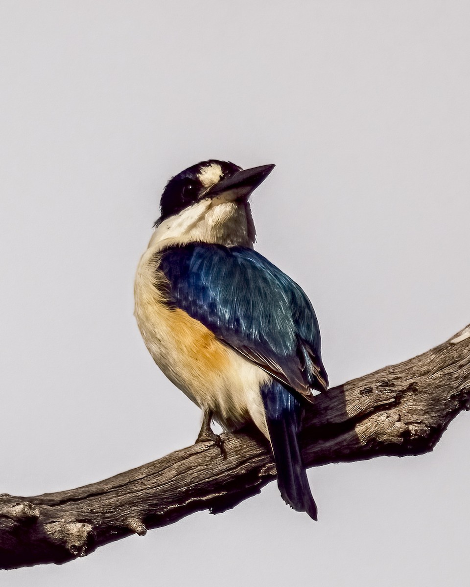 Forest Kingfisher - ML646037719
