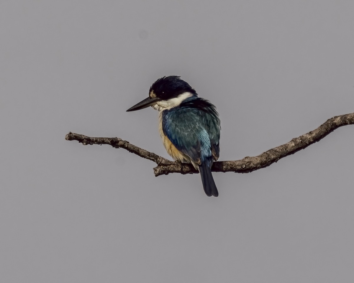 Forest Kingfisher - ML646037721
