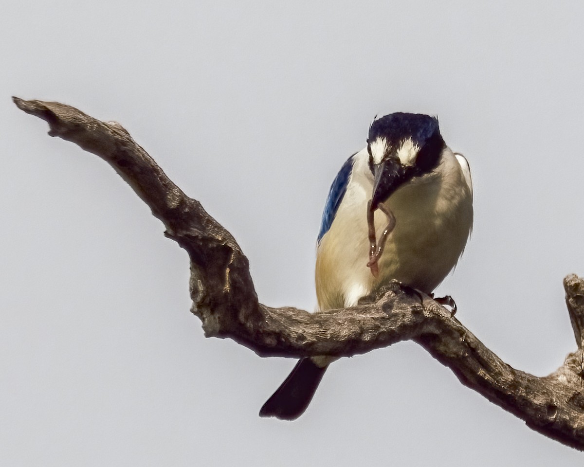 Forest Kingfisher - ML646037722