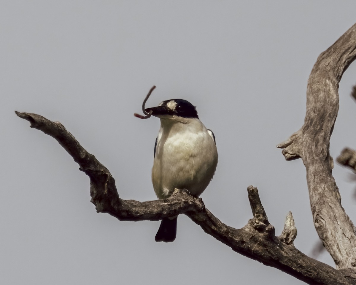Forest Kingfisher - ML646037723