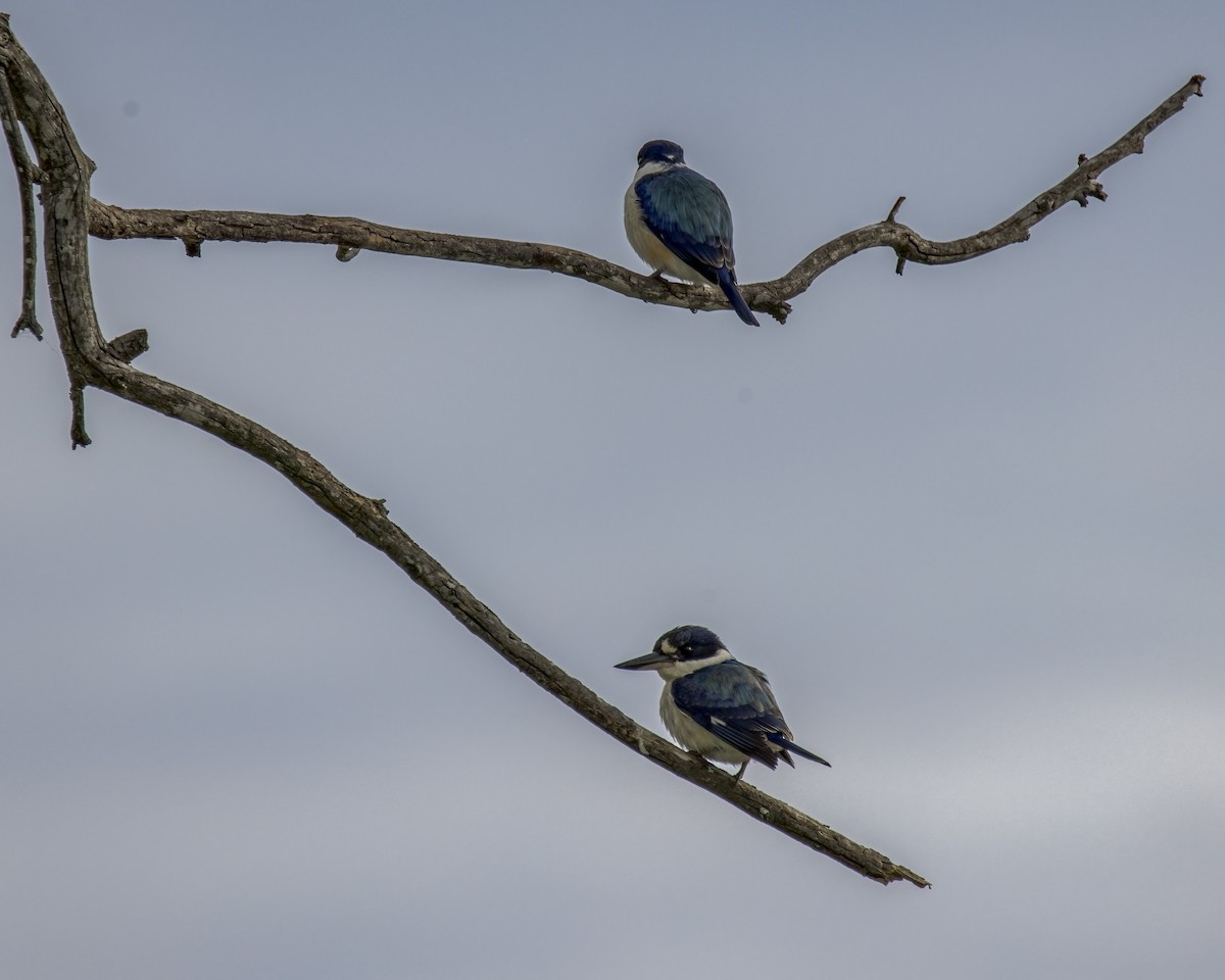 Spiegelliest - ML646037724