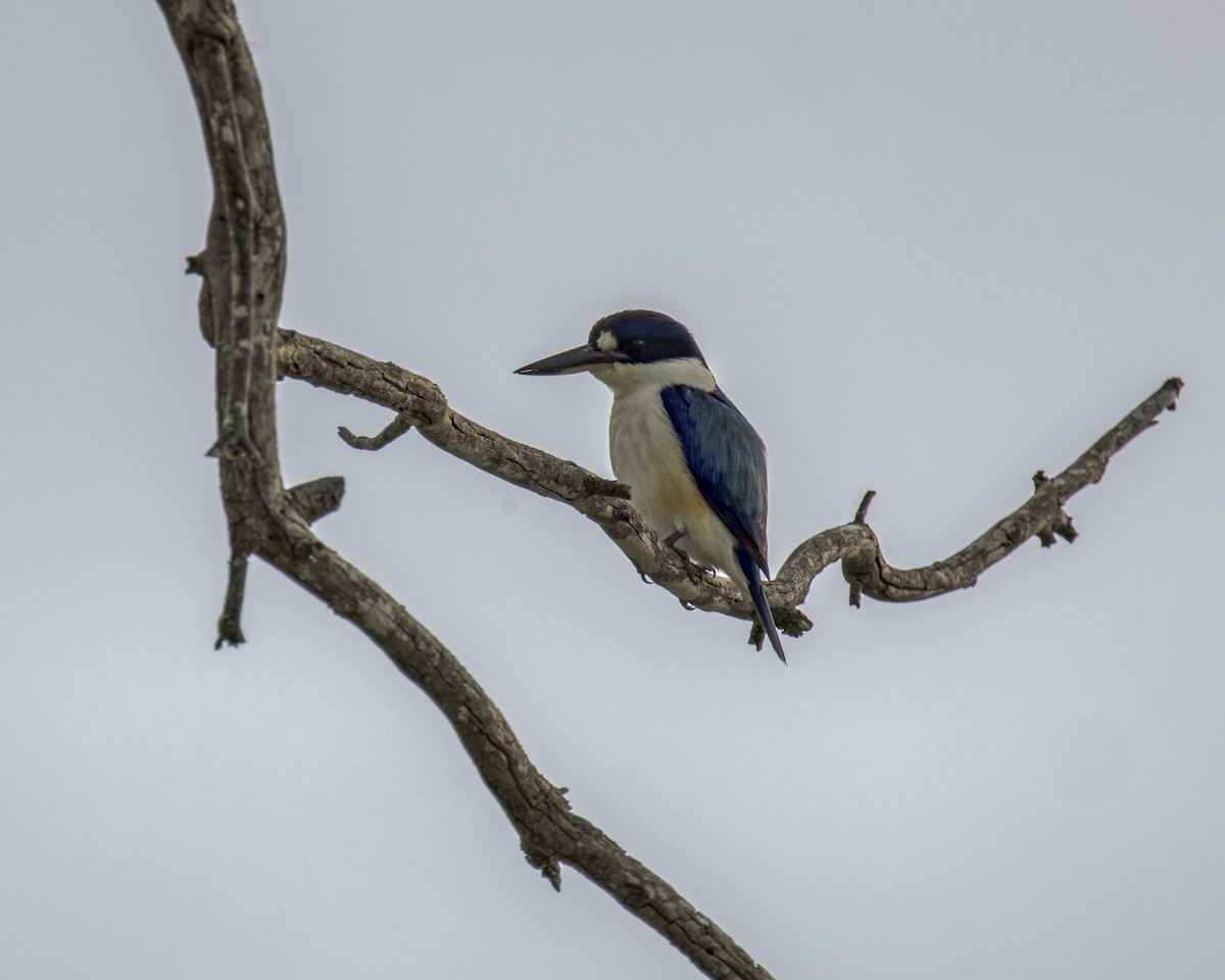 Forest Kingfisher - ML646037725